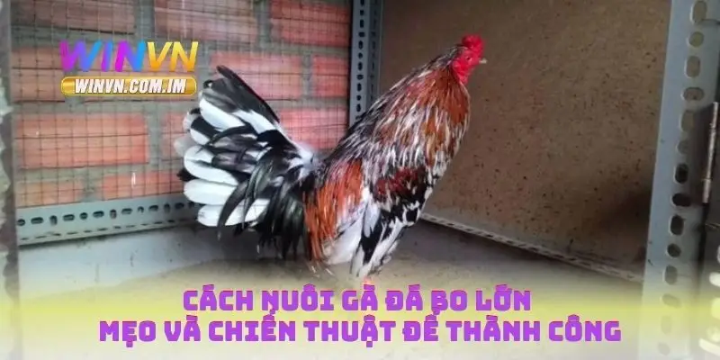 Cách nuôi gà đá bo lớn