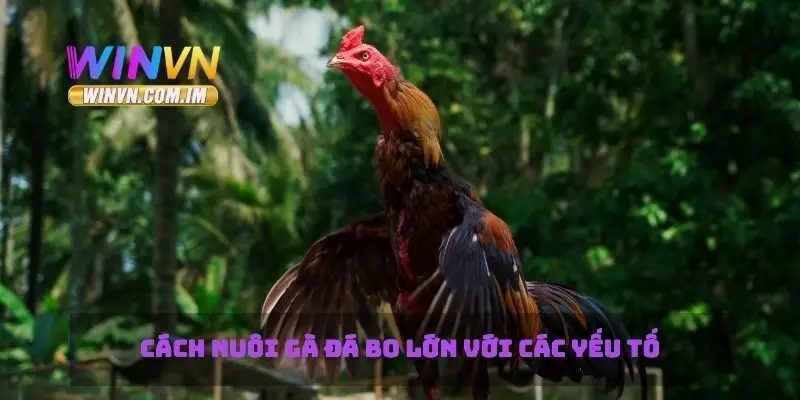 Cách nuôi gà đá bo lớn với các yếu tố