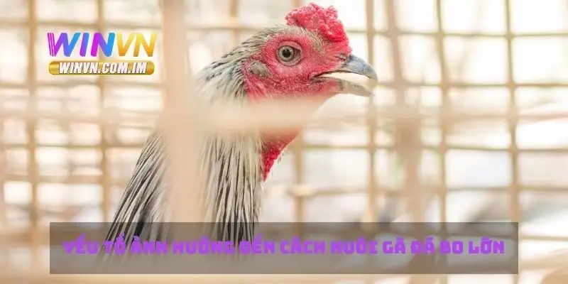 Yếu tố ảnh hưởng đến cách nuôi gà đá bo lớn