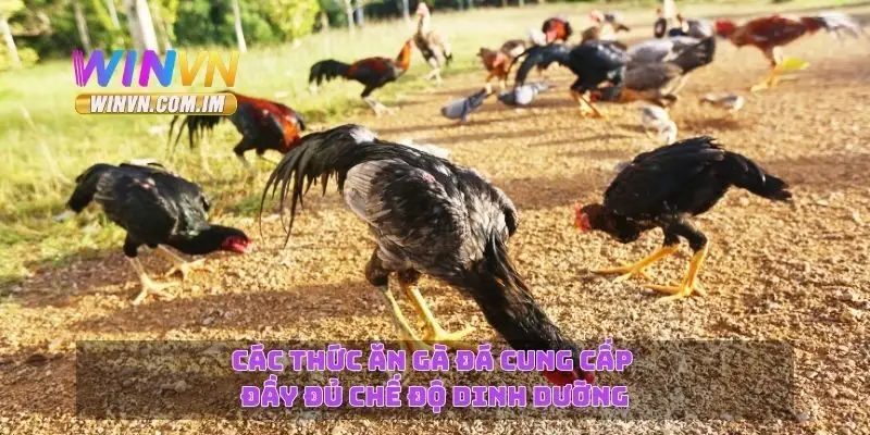 Các thức ăn gà đá cung cấp đầy đủ chế độ dinh dưỡng