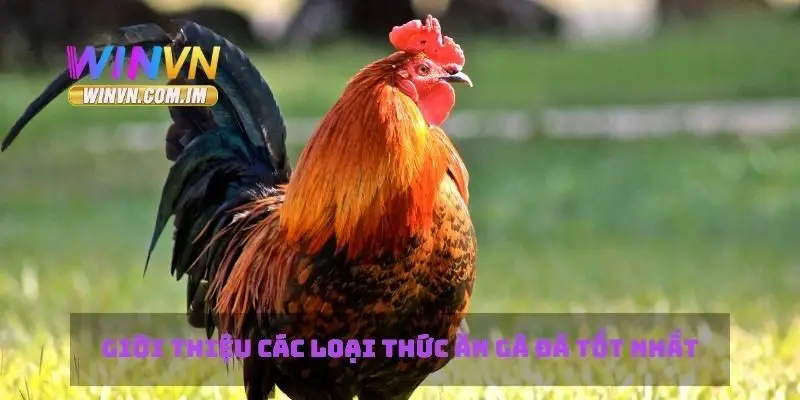 Giới thiệu các loại thức ăn gà đá tốt nhất