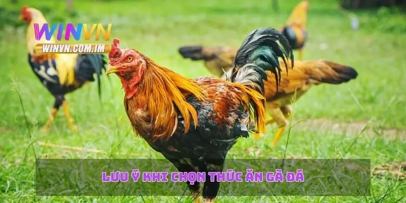 Lưu ý khi chọn thức ăn gà đá