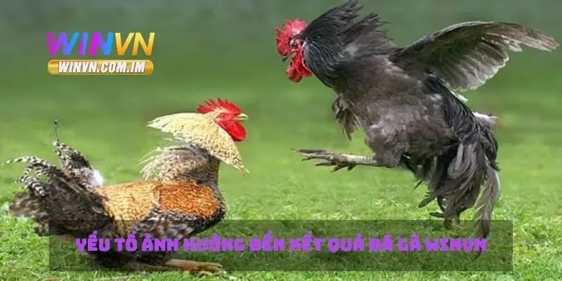 Yếu tố ảnh hưởng đến kết quả đá gà Winvn