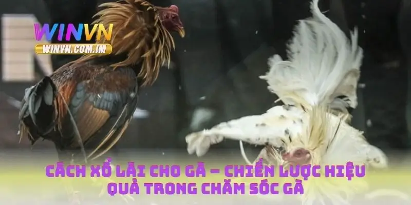 Xổ lãi cho gà đá