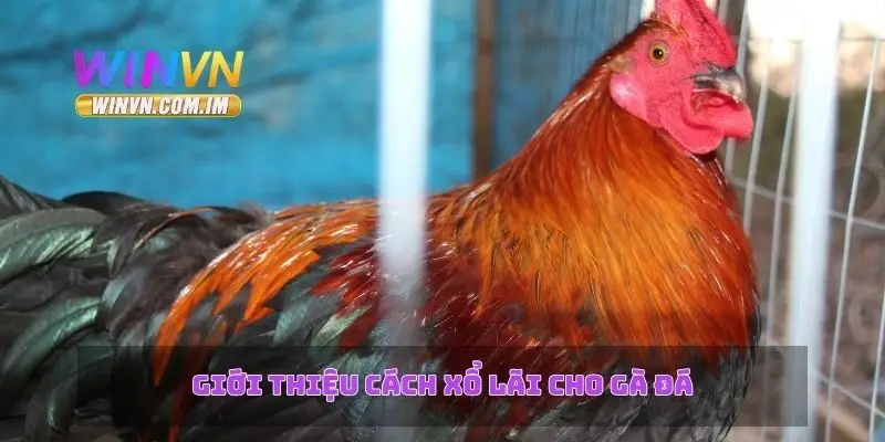 Giới thiệu cách xổ lãi cho gà đá