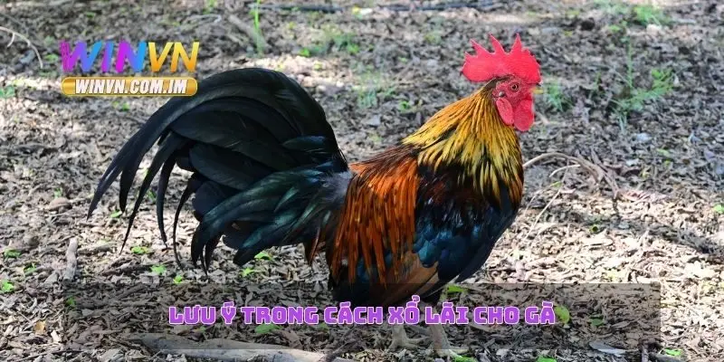 Lưu ý trong cách xổ lãi cho gà