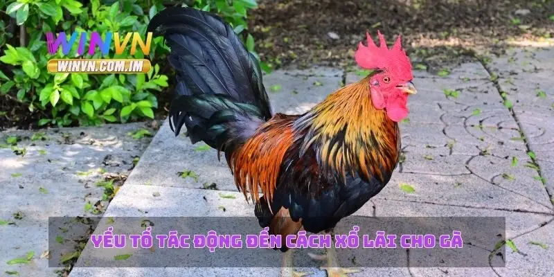 Yếu tố tác động đến cách xổ lãi cho gà