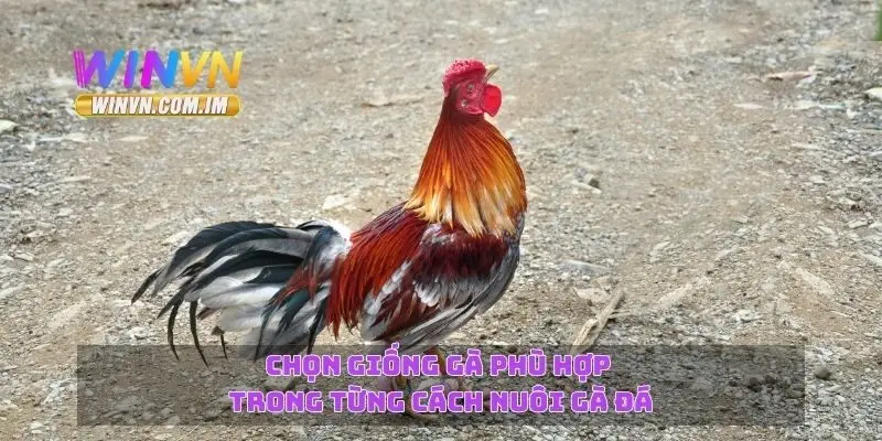 Chọn giống gà phù hợp trong từng cách nuôi gà đá