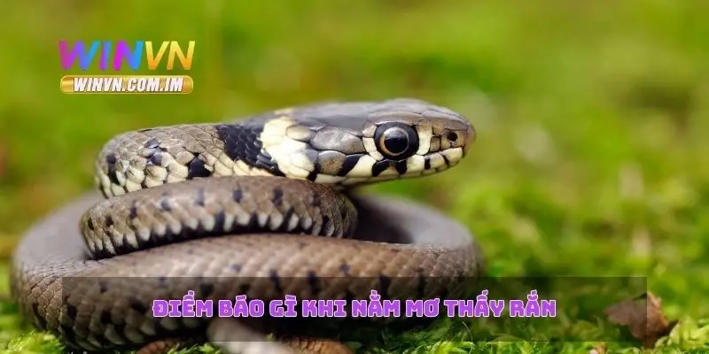 Điềm báo gì khi nằm mơ thấy rắn